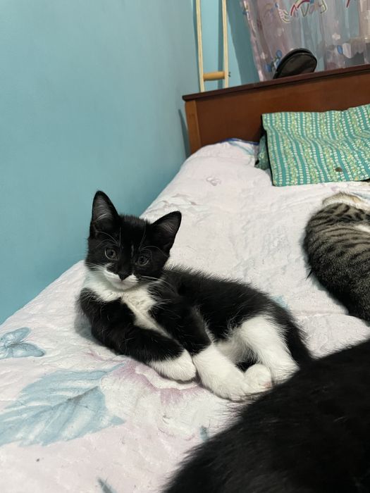 Ищу добрых хозяев для 2 месячного котенка