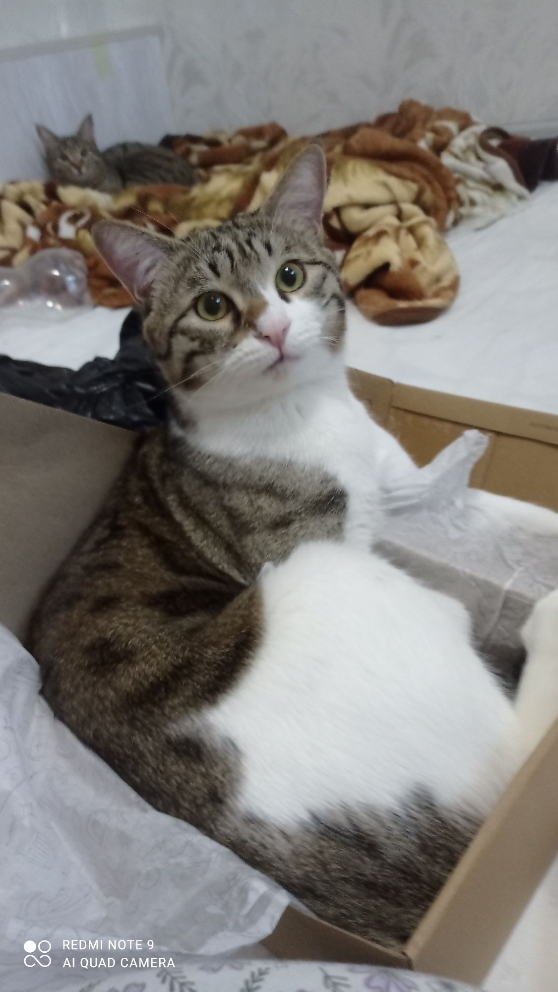 Отдам котят в добрые руки