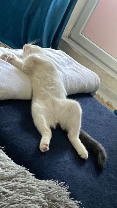 Отдам котенка не пародистый