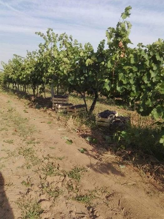 Продавам  грозде  собствено  производство