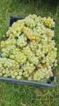 Struguri din vie pentru vin sau must