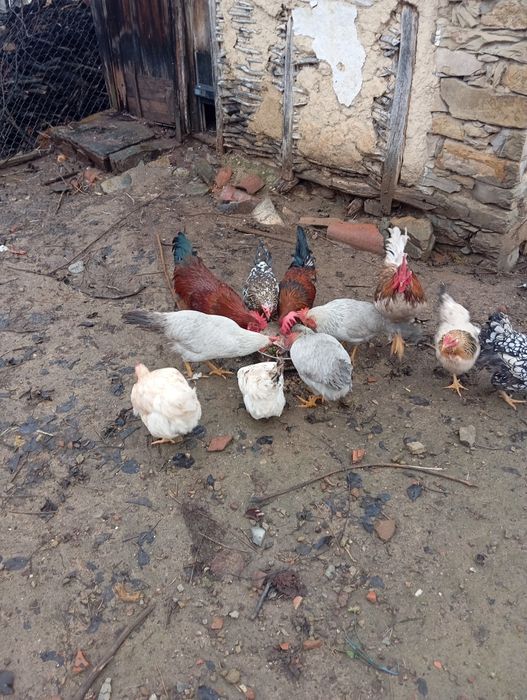 Кокошки:10лв. Броя.