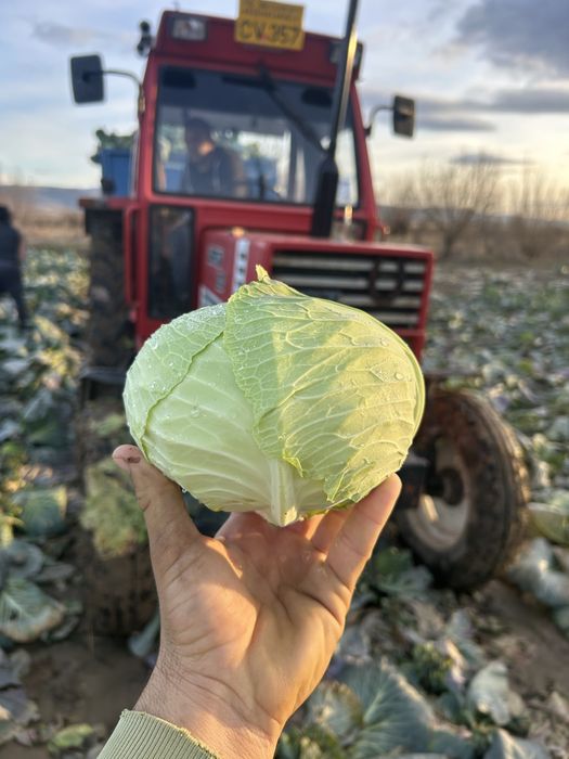 Varza plata Beverly Hills