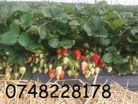 Producator stoloni de capsuni remontant