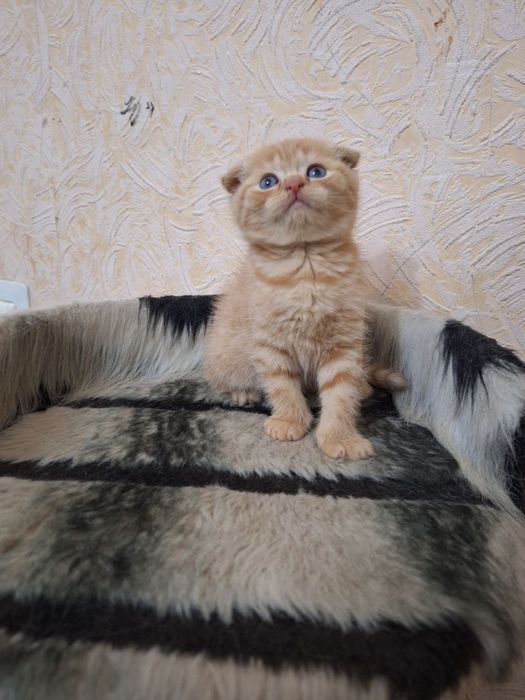 Скоттиш фолд. Киз ва угил бола