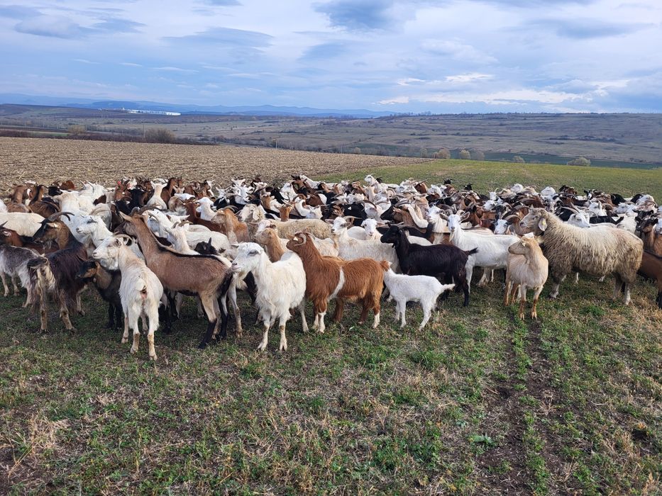 Vînd cîrd de capre