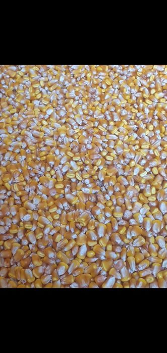 Porumb productie 2025