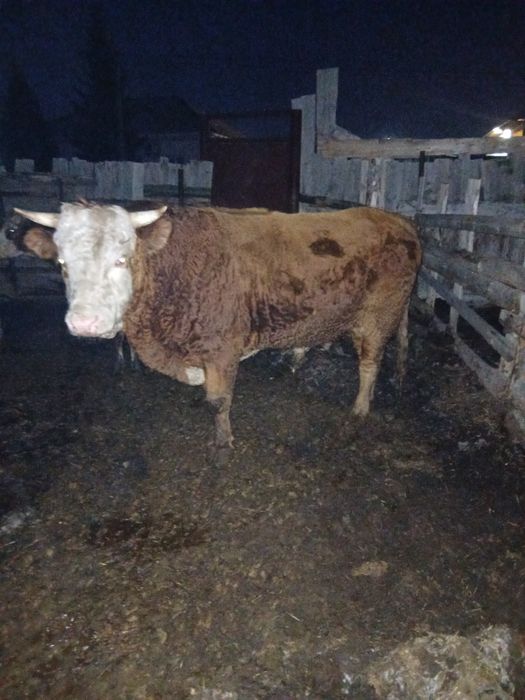 Продам 2 Быка 3,3 и 2,8