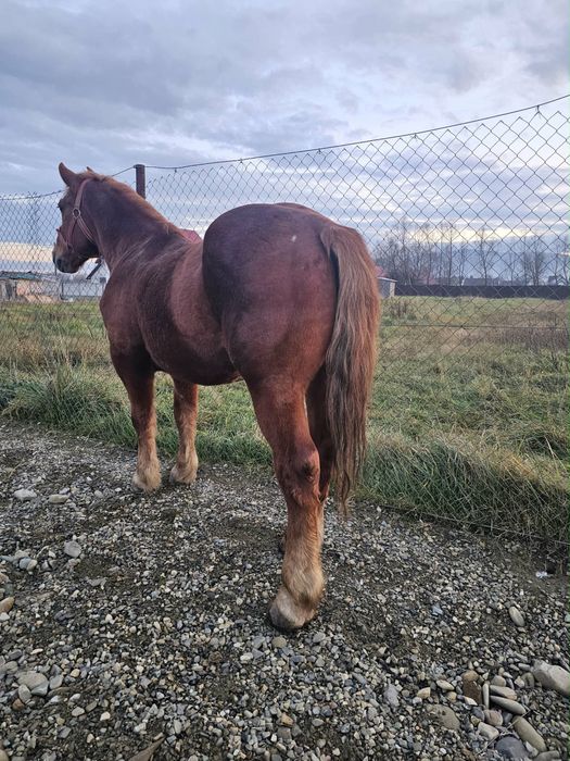 Cal de vanzare varsta 6 ani