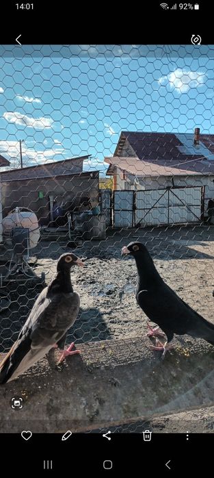 Vând porumbei sau schimb pe diverse păsări