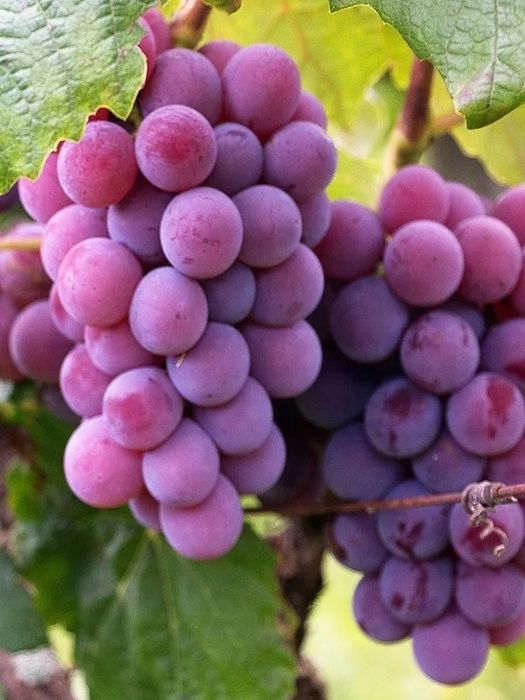 Vita de vie altoita  nobila de masa soiuri roze