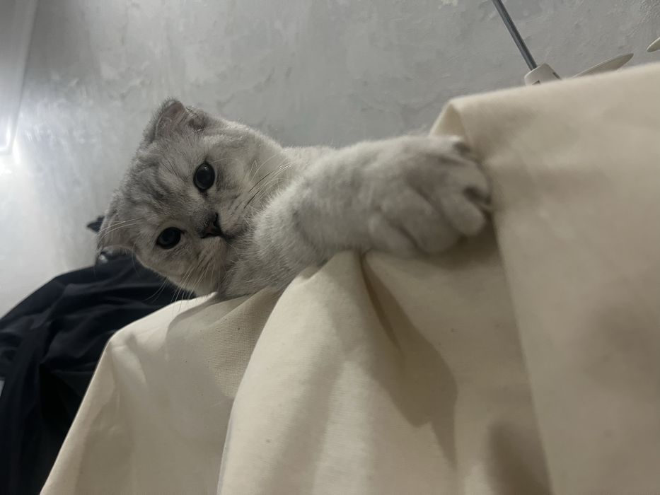 Tekinga vyazka! Sotlmidi ! Vyazkaga ! O’g’il bola ! 8 oyli!