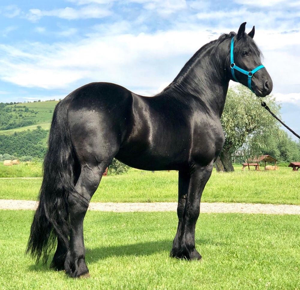 Friesian Armăsar Frizian Friz