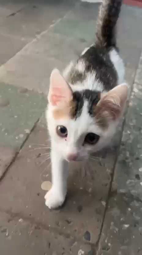 Подкинули котенка (девочка). Ищем ей дом!
