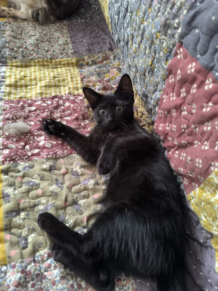 Котенце търси дом