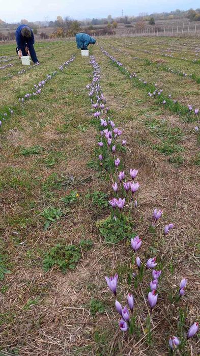 85 Lei/kg Bulbi de Sofran Crocus Sativus din luna Mai Transport inclus