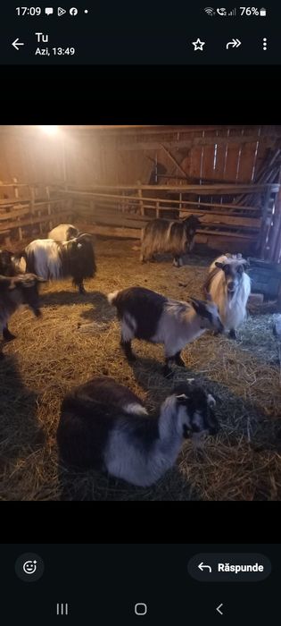 Vind urgent capre și iedute