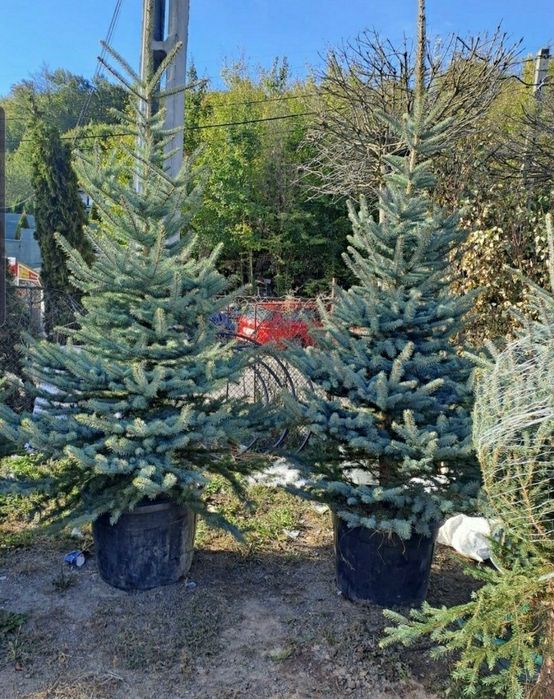 Brazi argintii transport