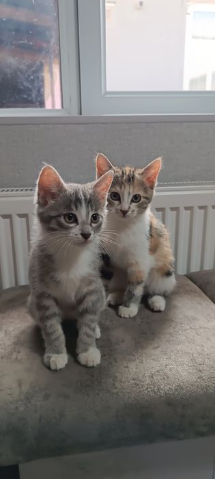 Отдам котят в хорошие руки мальчик и девочка