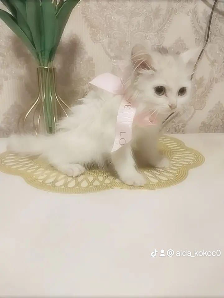 Котятки ищут дом