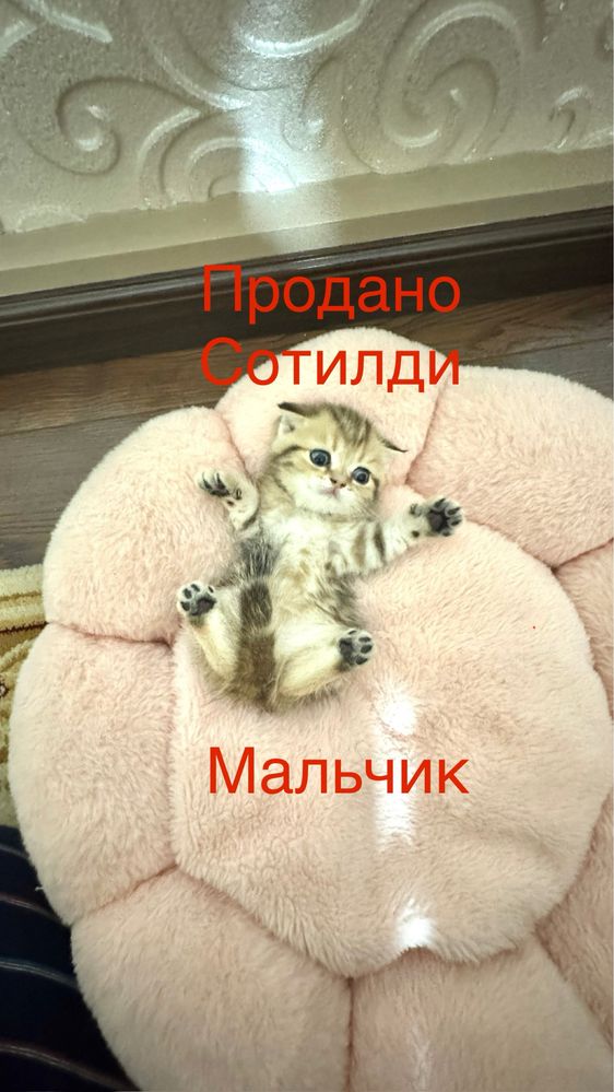Продаётся чистокровный котята
