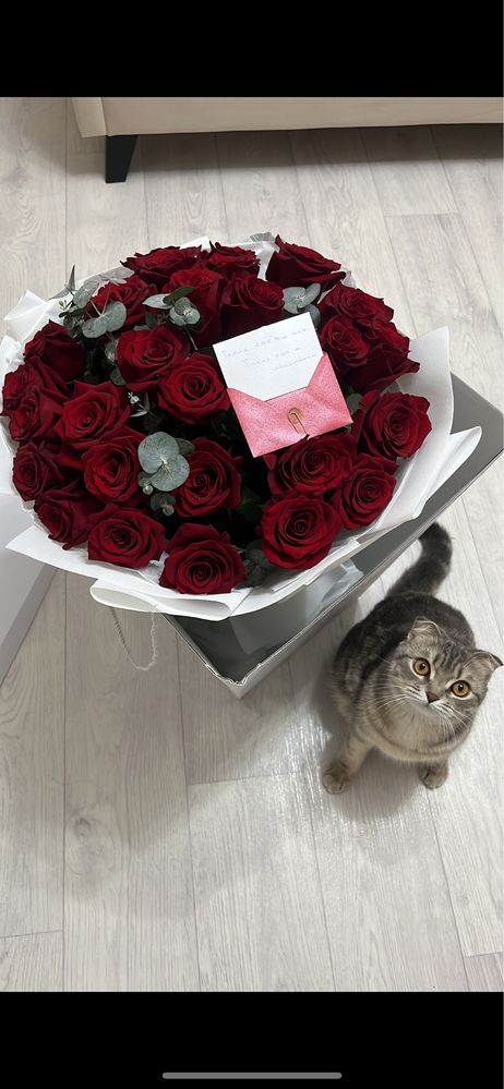 Продам шотланского котенка