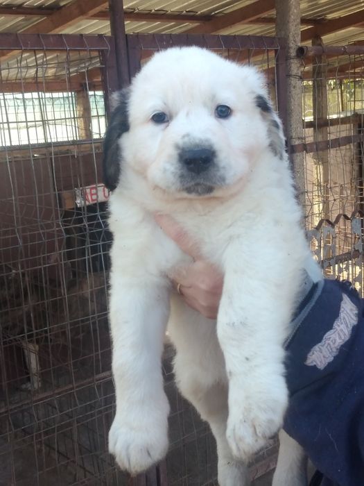 Mascul Ciobanesc de Asia Centrala.