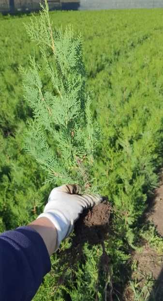 Plante Decorative Oriunde in tara!