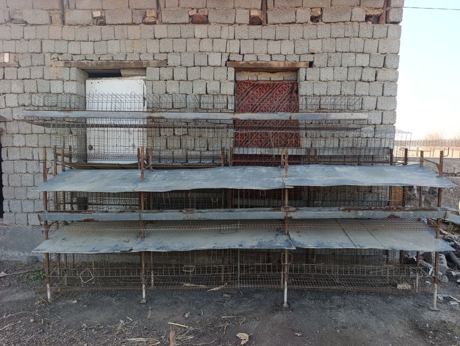 Tovuq katak 47 katak xar biriga 2 tadan tovuq sigadi tuxumi qoyadigon