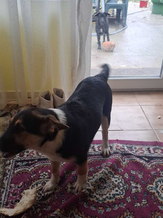 Ofer spre adoptie un pui de catelus lup