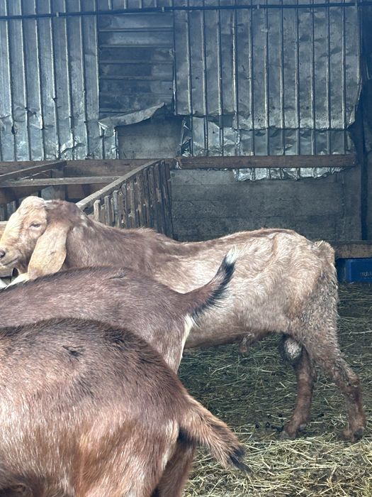 Vand Tap anglo nubian sau schimb cu oaie