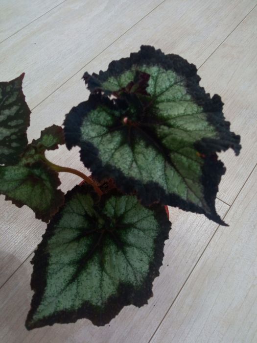 Бегонии и филодендрон