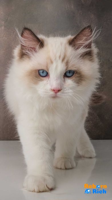 Рэгдолл (Ragdoll) - мальчик от питомника