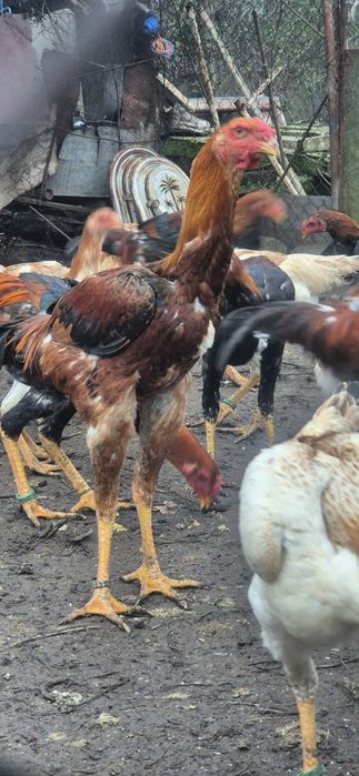 Cocosi malaezieni 2025