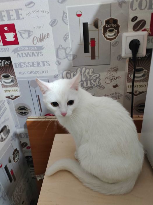 Кошечка в добрые руки