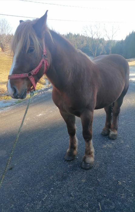 Vând mânz de 2 ani jumate