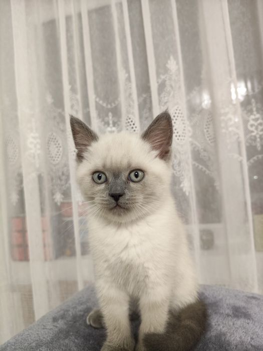 Scottish fold și scottish staight
