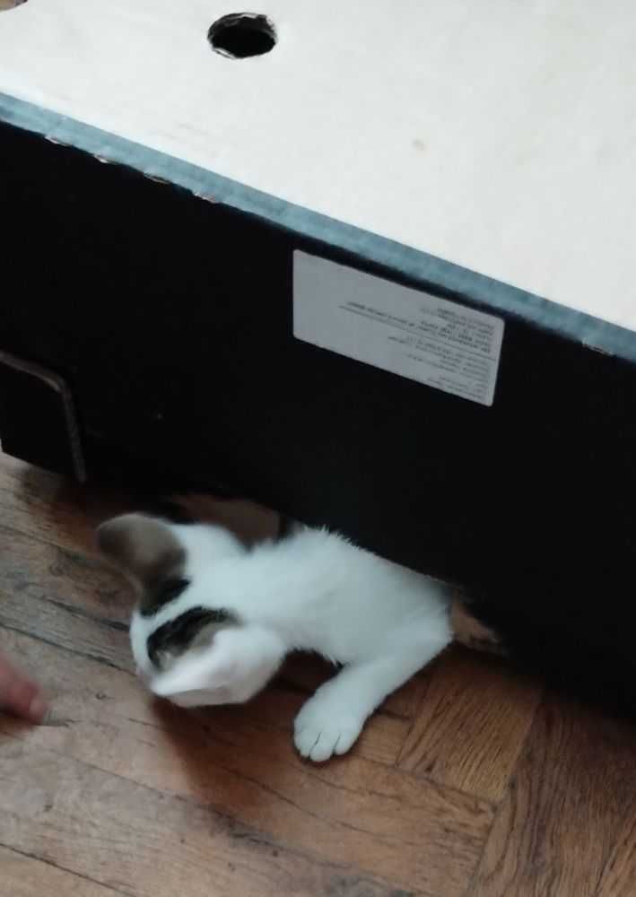 Подарявам коте, Варна