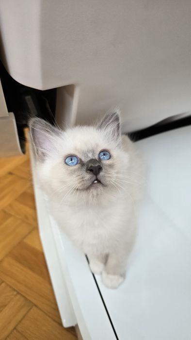 Бирманска Котка -единствена в България