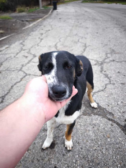 Търси се семейство за това спасено кученце