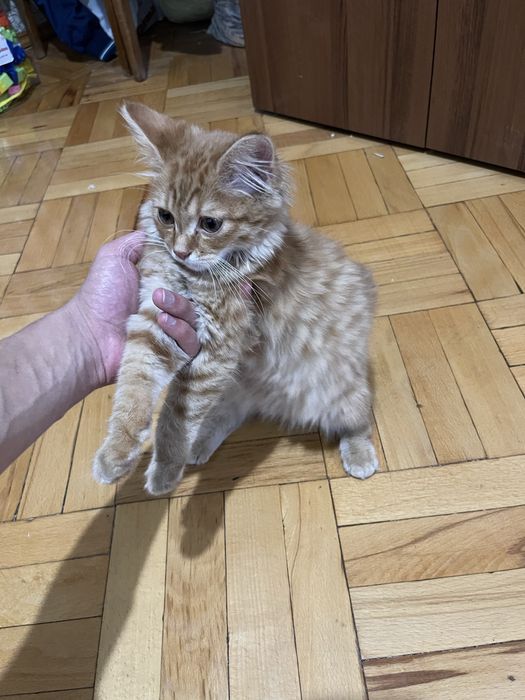 Mushuk hadiyaga beriladi