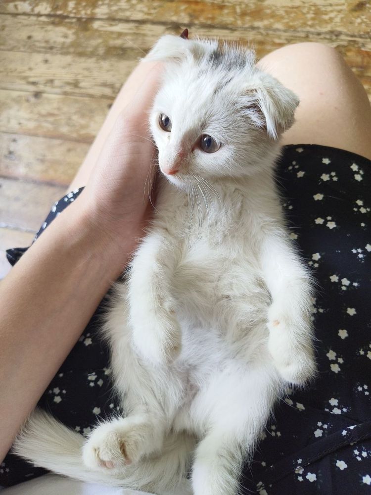 Отдам в хорошие руки вислоухий котенок 2 месяца