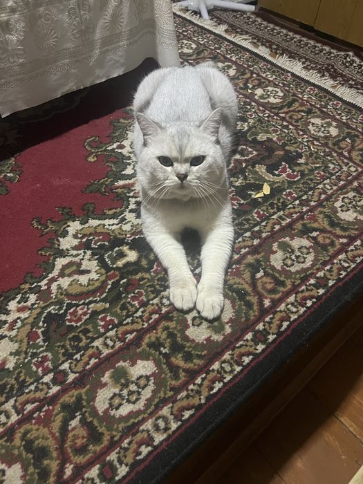 Приглашаем на вязку кота Чистокровный Британский Шиншила