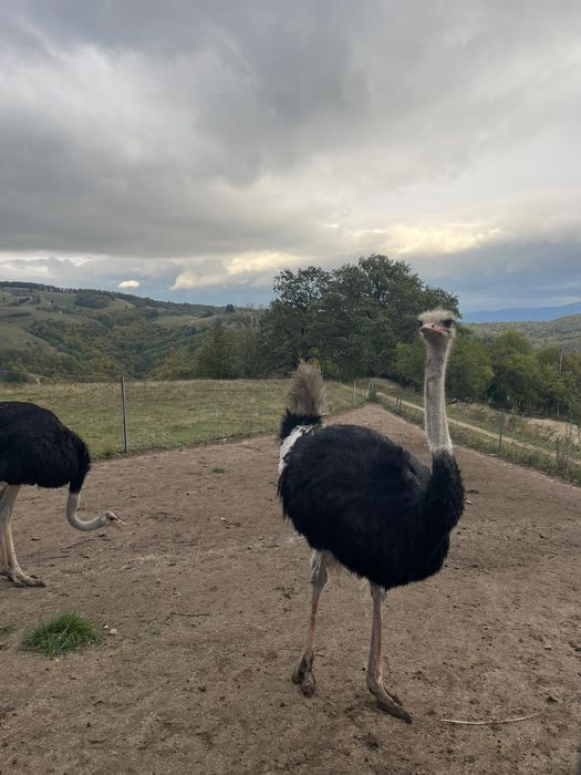 Struți in vârstă de 2 ani