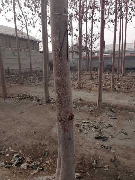 Pavlovniya sotiladi 2 yillik hohlang otinga hohlang boshqa narsaga