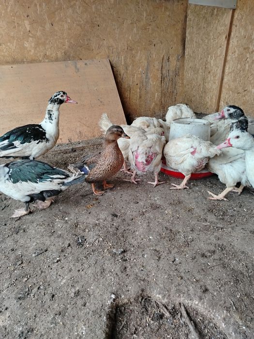 Продам утку дикую