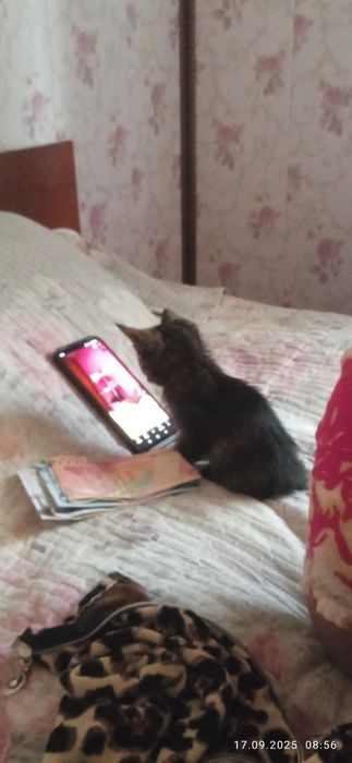 Отдам котёнка в хорошие руки
