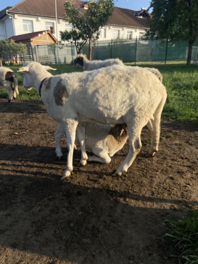 Ferma dorper se lichideaza