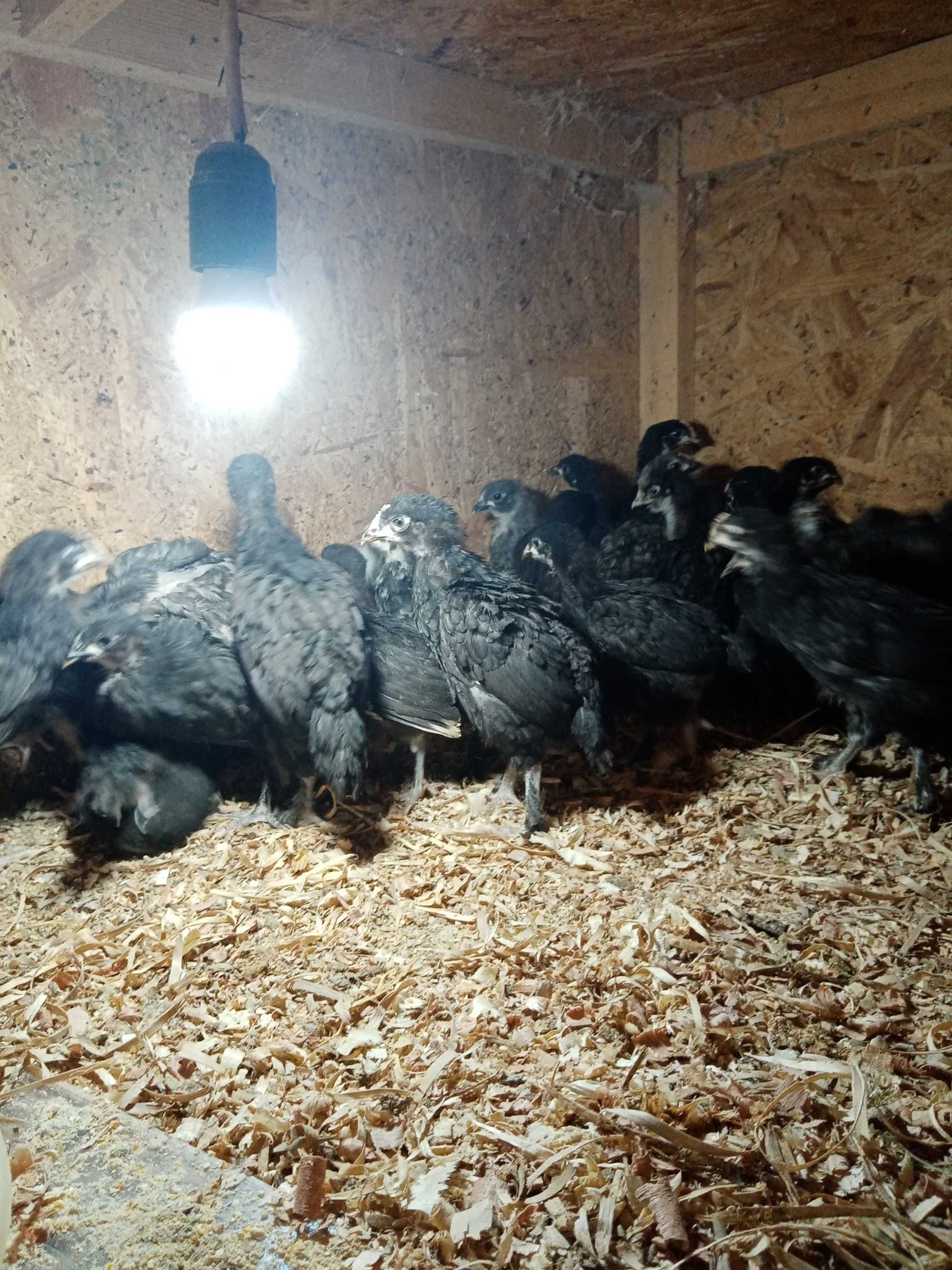Vând pui de găină australorp