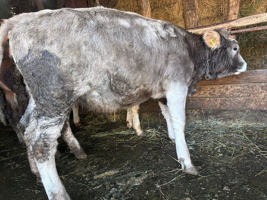 Vând juncă de 5 luni